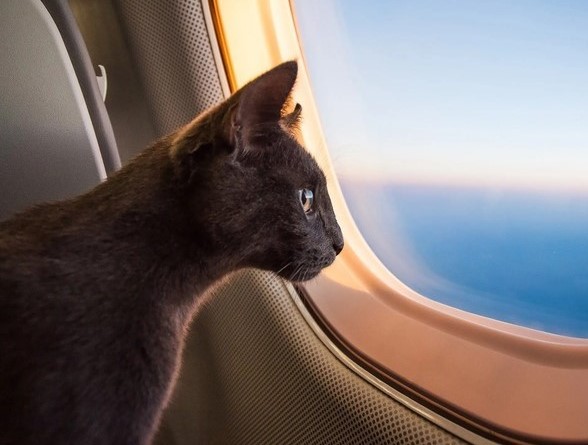 Travel Cat