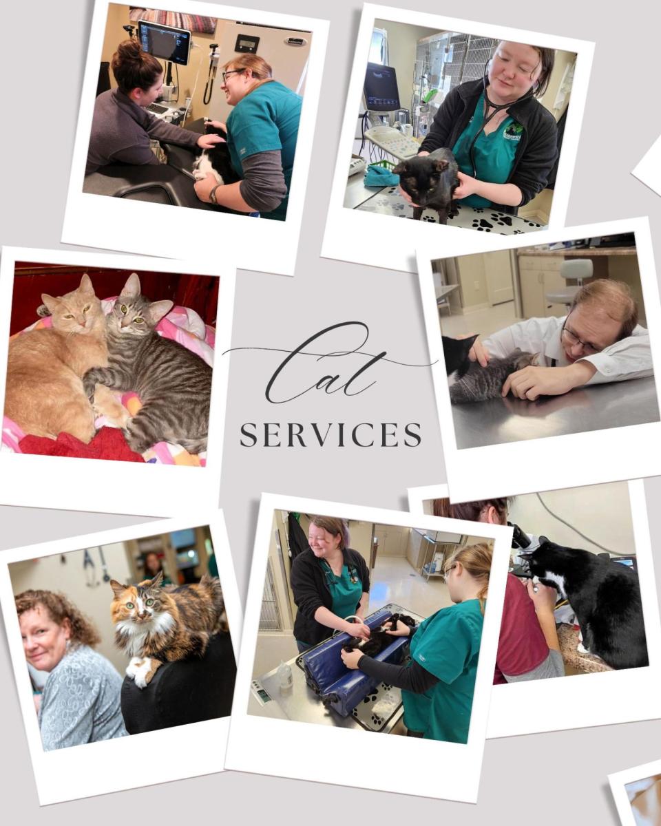 Cat Services