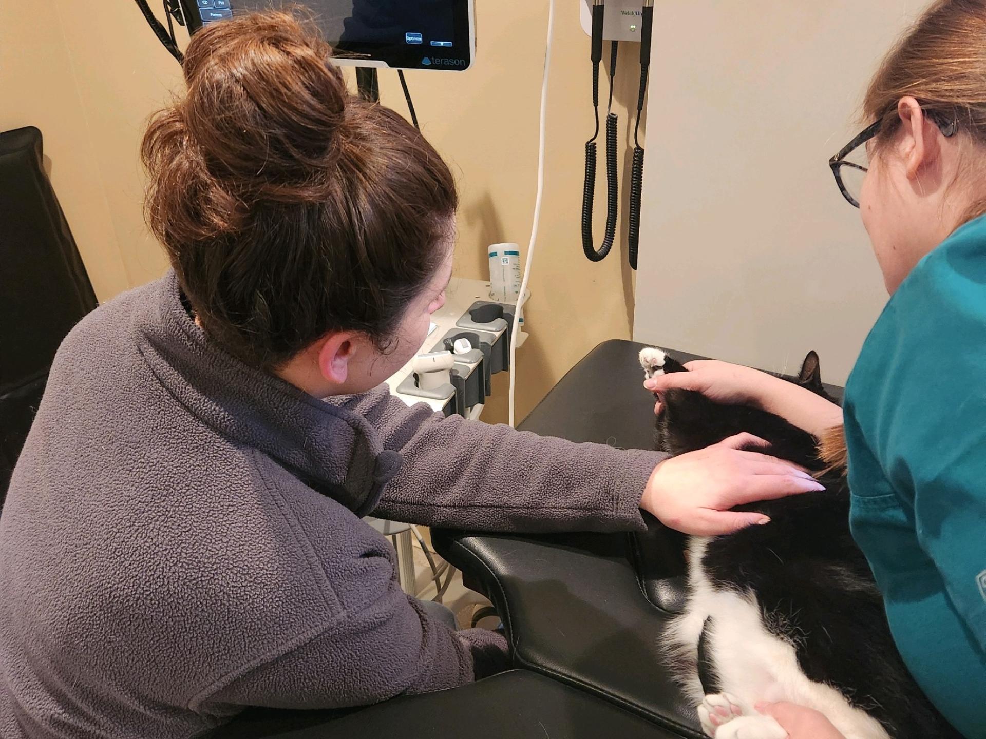 Echocardiogram Cat